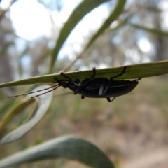 Tanychilus sp. (genus) at Dunlop, ACT - 20 Nov 2018