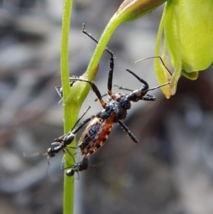 Reduviidae (family) at Aranda, ACT - 19 Nov 2018