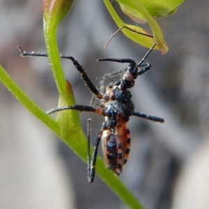 Reduviidae (family) at Aranda, ACT - 19 Nov 2018