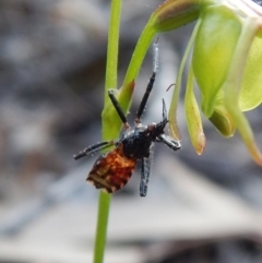 Reduviidae (family) at Aranda, ACT - 19 Nov 2018