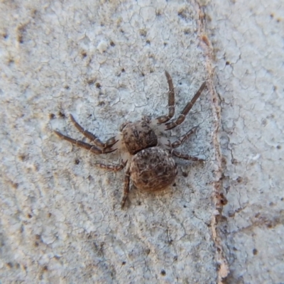 Cymbacha ocellata (Crab spider) at Cook, ACT - 11 Nov 2018 by CathB