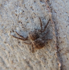 Cymbacha ocellata at Cook, ACT - 11 Nov 2018 12:23 PM