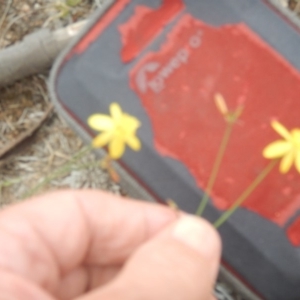 Tricoryne elatior at Farrer, ACT - 21 Nov 2018 01:22 PM