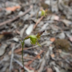 Caleana minor (Small Duck Orchid) at Dunlop, ACT - 20 Nov 2018 by CathB