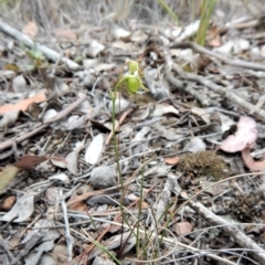 Caleana minor at Dunlop, ACT - suppressed