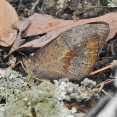 Heteronympha merope (Common Brown Butterfly) at Hackett, ACT - 21 Nov 2018 by JohnBundock