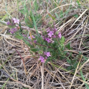 Mentha diemenica at Cook, ACT - 20 Nov 2018 04:30 PM