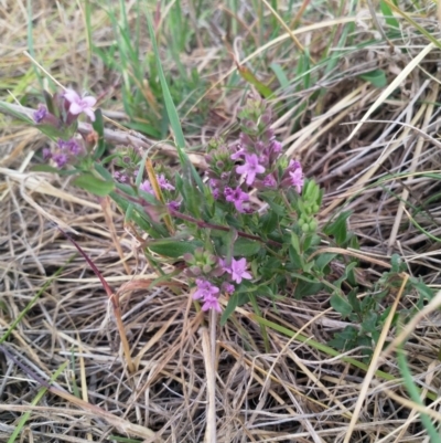 Mentha diemenica (Wild Mint, Slender Mint) at Cook, ACT - 20 Nov 2018 by EmmaCook