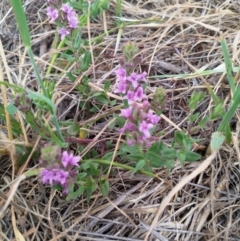 Mentha diemenica at Cook, ACT - 20 Nov 2018