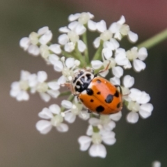 Hippodamia variegata at Coree, ACT - 18 Nov 2018