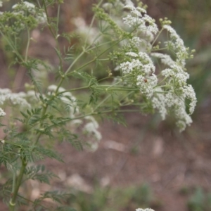 Hippodamia variegata at Coree, ACT - 18 Nov 2018