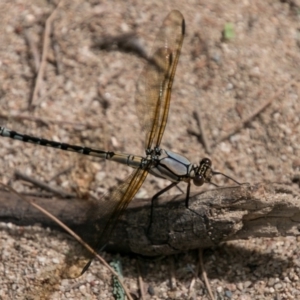 Diphlebia nymphoides at Stromlo, ACT - 18 Nov 2018 10:25 AM