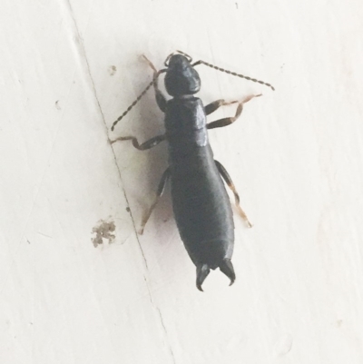 Anisolabididae (family) (Unidentified wingless earwig) at Hughes, ACT - 20 Nov 2018 by ruthkerruish