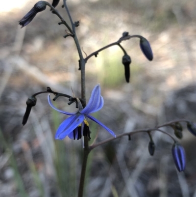 Dianella revoluta var. revoluta (Black-Anther Flax Lily) at Hackett, ACT - 21 Nov 2018 by AaronClausen