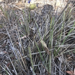 Dianella revoluta var. revoluta at Hackett, ACT - 21 Nov 2018