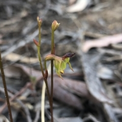 Caleana minor (Small Duck Orchid) at Hackett, ACT - 21 Nov 2018 by AaronClausen