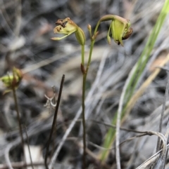 Caleana minor at Hackett, ACT - suppressed