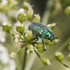 Diphucephala sp. (genus) at Stromlo, ACT - 18 Nov 2018