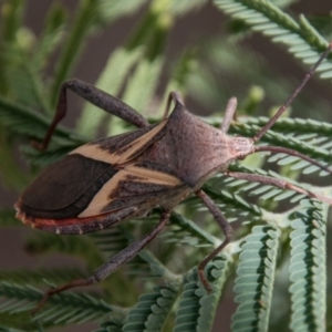 Mictis profana at Stromlo, ACT - 18 Nov 2018 11:09 AM