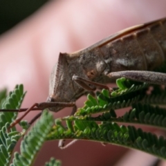 Mictis profana at Stromlo, ACT - 18 Nov 2018