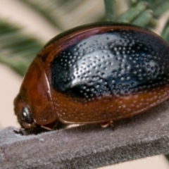 Dicranosterna immaculata (Acacia leaf beetle) at Lower Molonglo - 18 Nov 2018 by SWishart