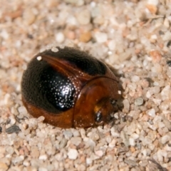 Dicranosterna immaculata at Stromlo, ACT - 18 Nov 2018 11:14 AM