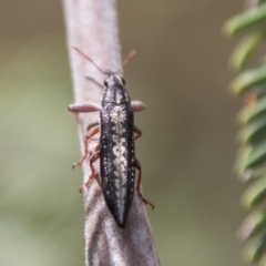 Rhinotia sp. (genus) at Stromlo, ACT - 18 Nov 2018 11:20 AM