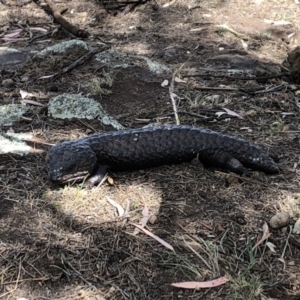 Tiliqua rugosa at Majura, ACT - 20 Nov 2018