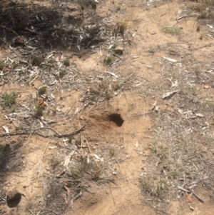 Pogona barbata at Deakin, ACT - 21 Nov 2018