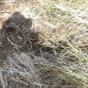 Varanus rosenbergi at Majura, ACT - suppressed