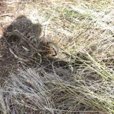 Varanus rosenbergi (Heath or Rosenberg's Monitor) at Majura, ACT - 20 Nov 2018 by Gillian