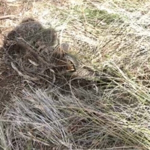 Varanus rosenbergi at Majura, ACT - suppressed