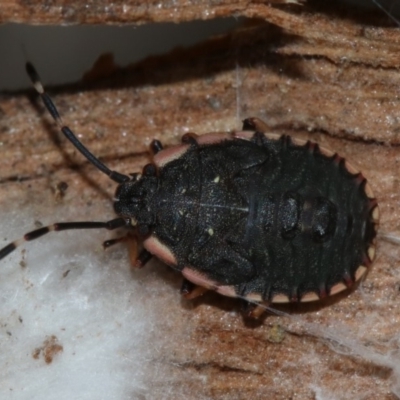 Diemenia rubromarginata (Pink-margined bug) at Majura, ACT - 21 Nov 2018 by jb2602