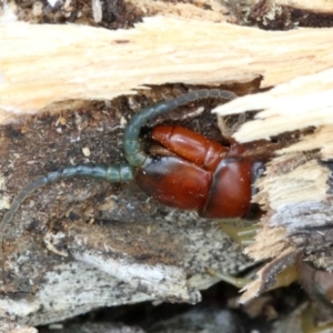 Cormocephalus aurantiipes at Majura, ACT - 21 Nov 2018 12:25 PM