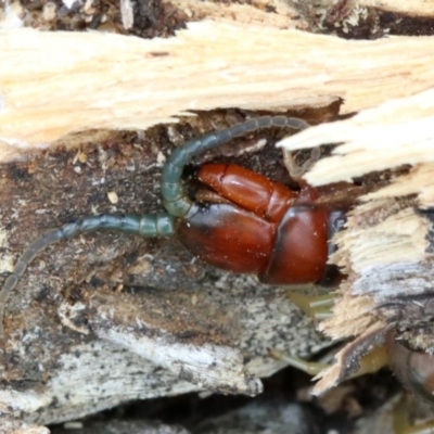 Cormocephalus aurantiipes (Orange-legged Centipede) at Mount Ainslie - 21 Nov 2018 by jb2602
