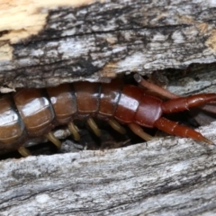 Cormocephalus aurantiipes at Majura, ACT - 21 Nov 2018 12:25 PM