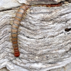 Cormocephalus aurantiipes at Majura, ACT - 21 Nov 2018 12:25 PM