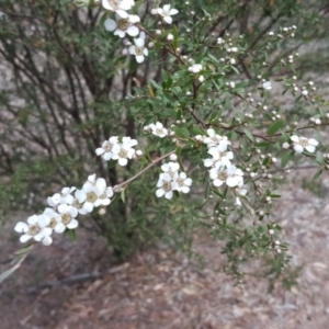 Gaudium brevipes at Isaacs, ACT - 21 Nov 2018 04:14 PM