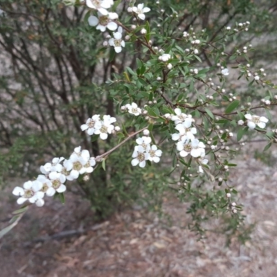 Gaudium brevipes (Grey Tea-tree) at Isaacs Ridge - 21 Nov 2018 by Mike