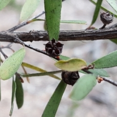 Gaudium brevipes at Isaacs, ACT - 21 Nov 2018 04:14 PM