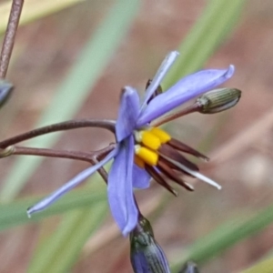 Dianella revoluta var. revoluta at Isaacs, ACT - 21 Nov 2018