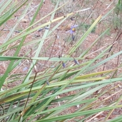 Dianella revoluta var. revoluta at Isaacs, ACT - 21 Nov 2018