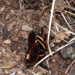 Platyzosteria similis at Majura, ACT - 21 Nov 2018