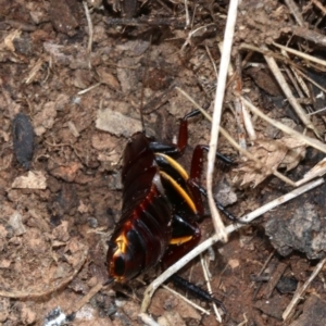 Platyzosteria similis at Majura, ACT - 21 Nov 2018 12:45 PM