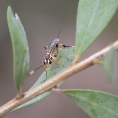 Ichneumonidae (family) (Unidentified ichneumon wasp) at Higgins, ACT - 5 Nov 2018 by Alison Milton