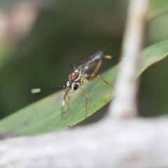 Ichneumonidae (family) at Higgins, ACT - 6 Nov 2018 10:55 AM