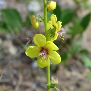 Verbascum virgatum at Isaacs, ACT - 21 Nov 2018