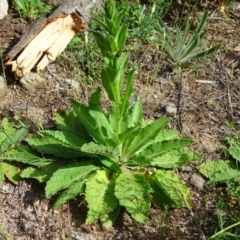 Verbascum virgatum at Isaacs, ACT - 21 Nov 2018