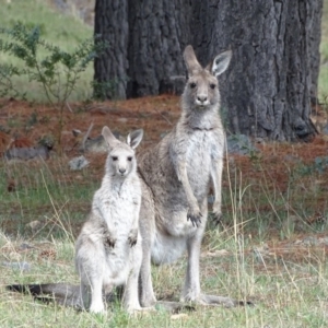 Macropus giganteus at Isaacs, ACT - 21 Nov 2018