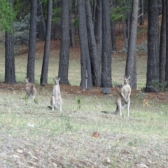 Macropus giganteus at Isaacs, ACT - 21 Nov 2018